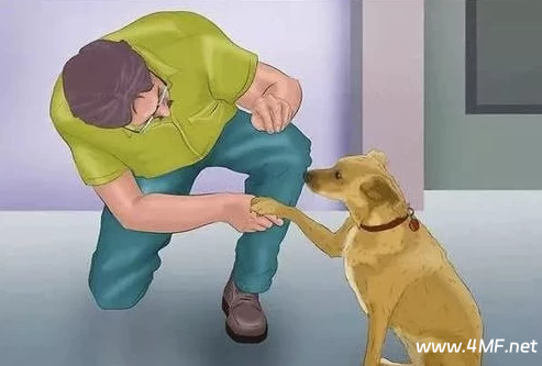 【训犬教程】专业训犬教程(140节课)-免费杂货铺