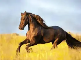 YourTV 你的电视TV v2.1.6-是免费.NET