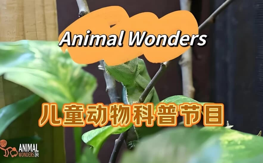 油管热门英文儿童动物科普节目《动物奇观 Animal Wonders》-是免费.NET